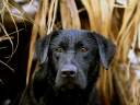 cane05.jpg