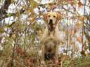 cane06.jpg