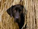 cane07.jpg