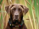 cane09.jpg