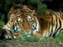 tigre01.jpg