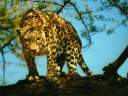 tigre06.jpg