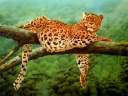 tigre07.jpg
