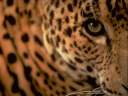 tigre09.jpg